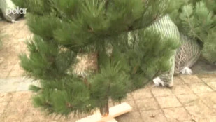 Ceny vánočních stromků se liší